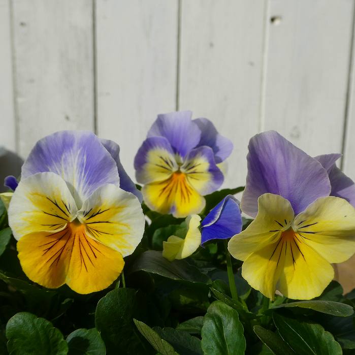 パンジー 苗 プティ・シャトン ブルーナ 3.5号ポット 冬の花壇苗 251104のサムネイル