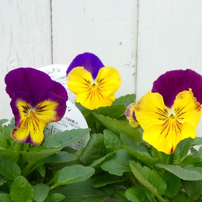 パンジー 苗 プティ・シャトン フェリックス 3.5号ポット 冬の花壇苗 251118