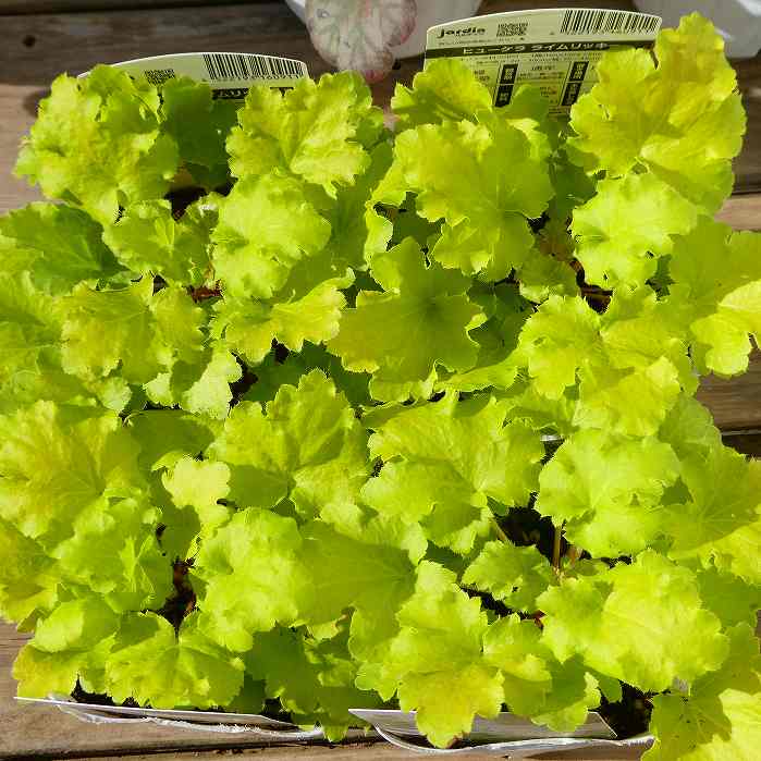 ヒューケラ 苗 ライムリッキー 3.5号ポット ツボサンゴ 日陰向き 山野草 宿根草 耐寒性 251106のサムネイル