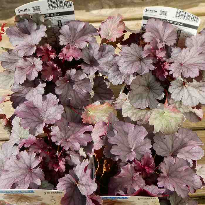 ヒューケラ 苗 ミラノ 3.5号ポット ツボサンゴ 日陰向き 山野草 宿根草 251104