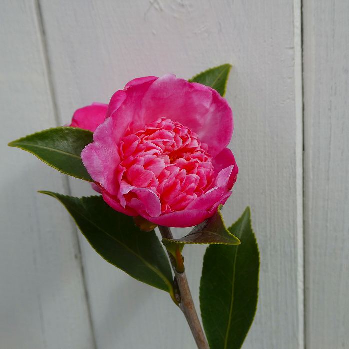 サザンカ 苗 丁字車 4号 山茶花 庭木 花木 冬の花 251111