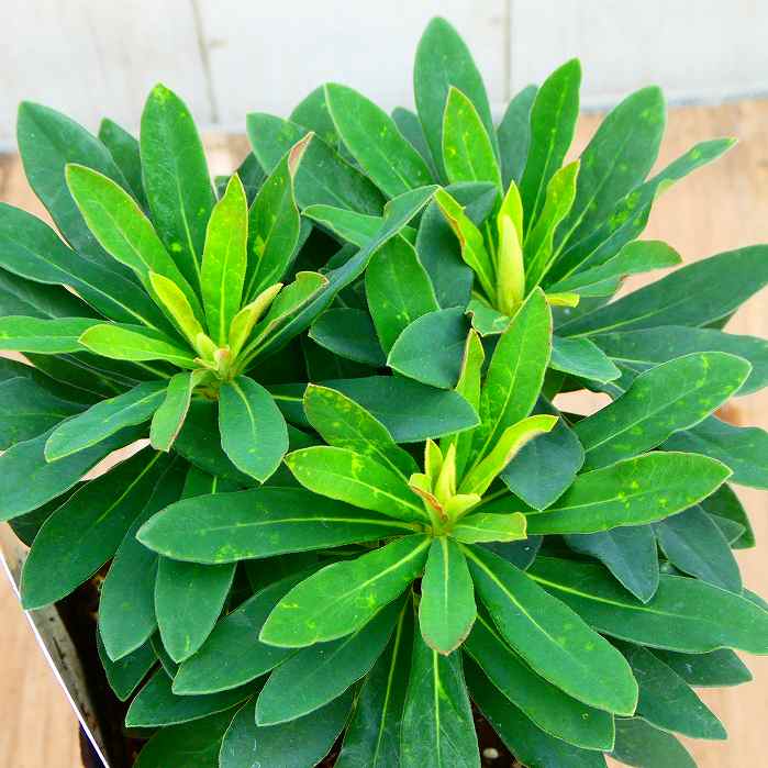 ユーフォルビア 3号 苗 マチーニー マティーニ 3号 常緑 宿根草 多年草 カラーリーフ 251111