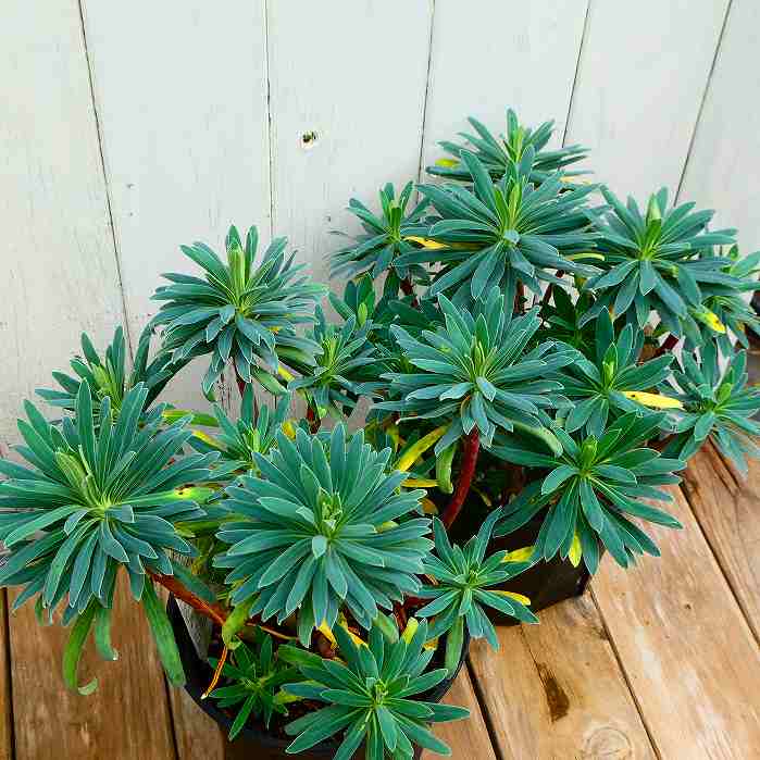 ユーフォルビア 5号 ウルフェニー 常緑 宿根草 多年草 カラーリーフ 251111