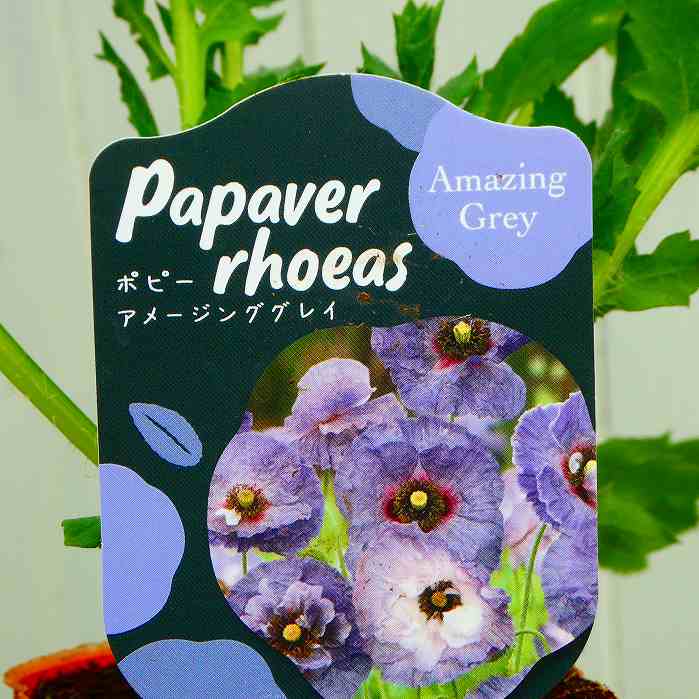 ポピー 苗 アメージンググレイ 青花 ケシ3号 251111