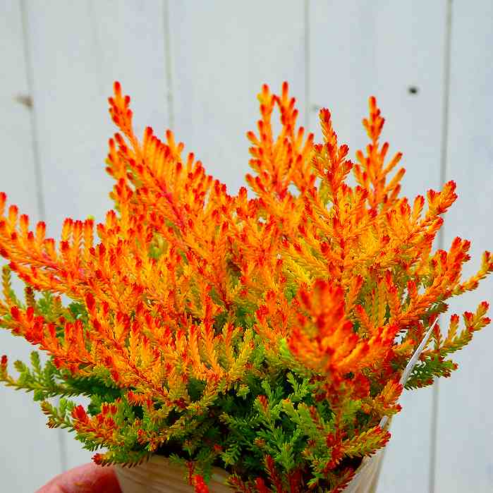 カルーナ ブルガリス ミカンヘイズ 2.5号ポット 苗 ヒース カラーリーフ251120