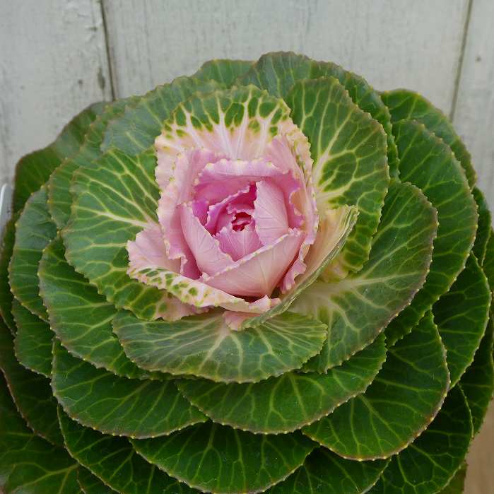 葉牡丹 苗 プラチナケール ルシール 白葉 3.5号 お正月飾り 寄せ植えにも 冬の花苗 ハボタン 251113