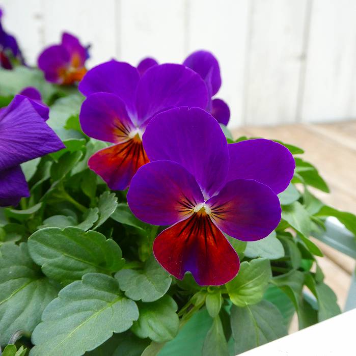 ビオラ 苗 ももか あかつきももか 3.5号 冬の花苗 花壇苗 花壇苗 251113