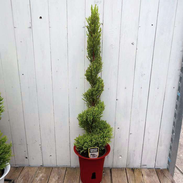コニファー 苗 トピアリー 6号 樹高約70cm ゴールドクレスト No.2 251113
