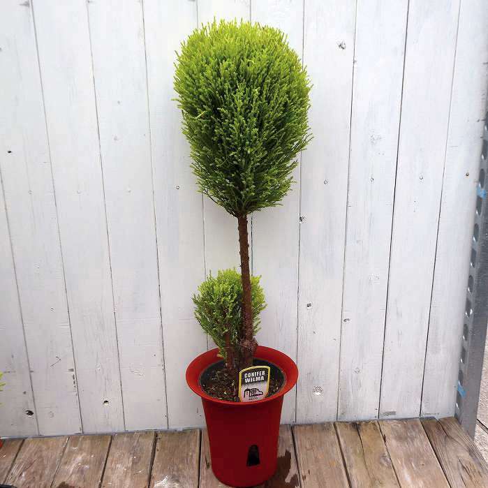 コニファー 苗 トピアリー 6号 樹高約60cm ゴールドクレスト No.4 251113