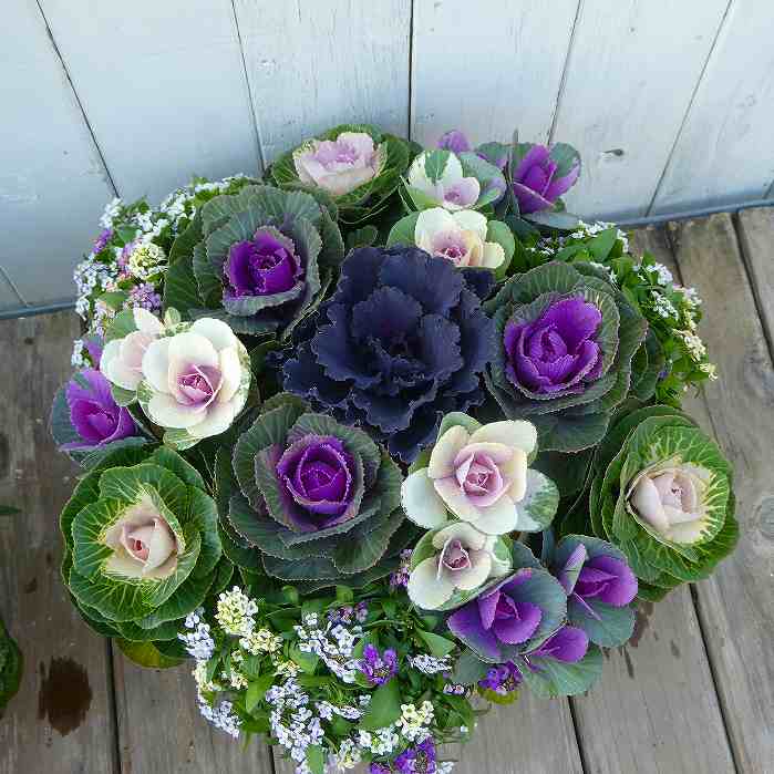 寄せ植え 現品7 葉牡丹 お年賀 お歳暮 お正月飾り 春まで咲く 直径30cm鉢 寒さ強い 251113