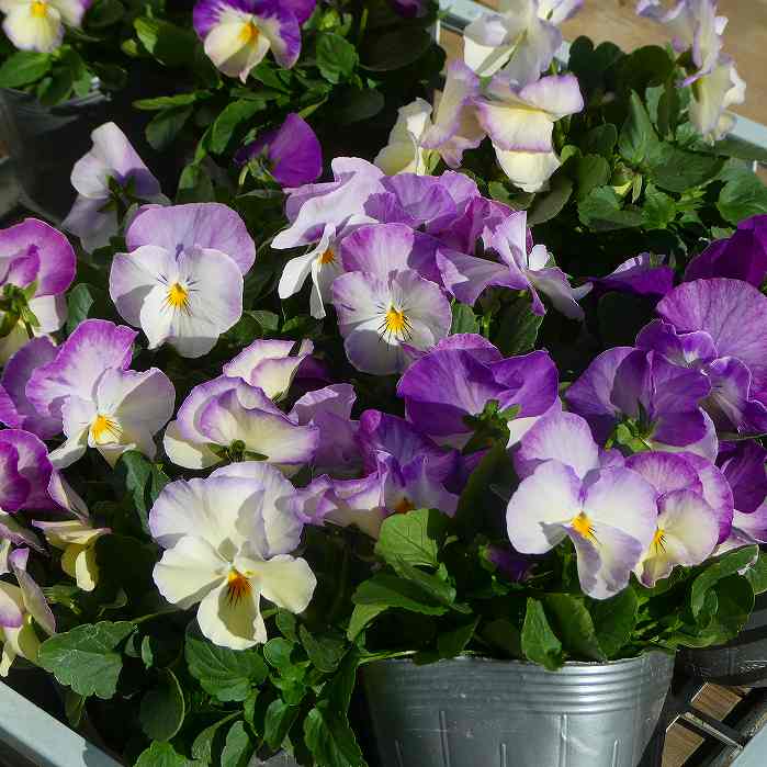 パンジー 苗 オーロラ 青花 冬の花苗 花壇苗 花壇苗 25