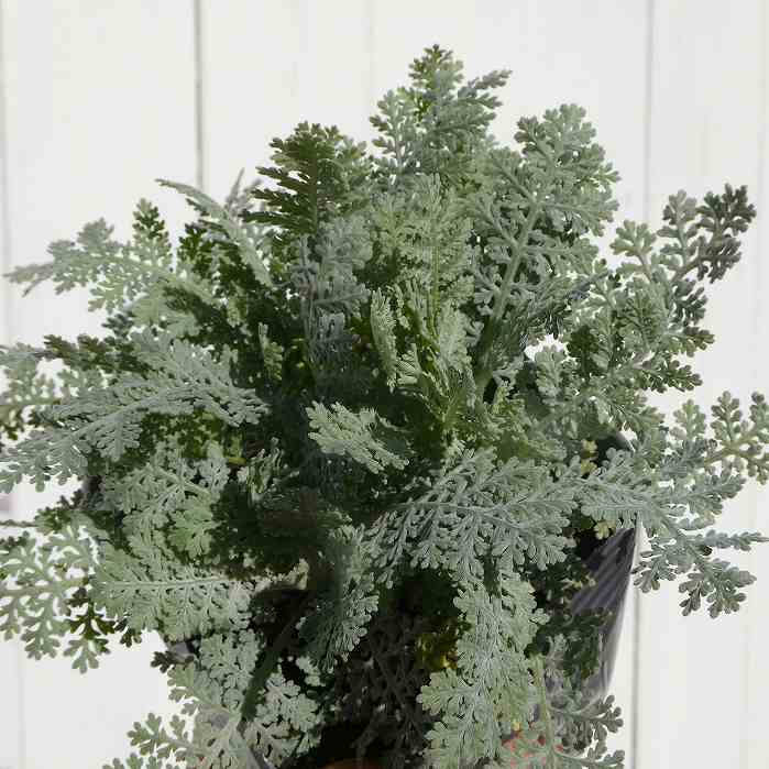 シルバーレース苗の商品画像