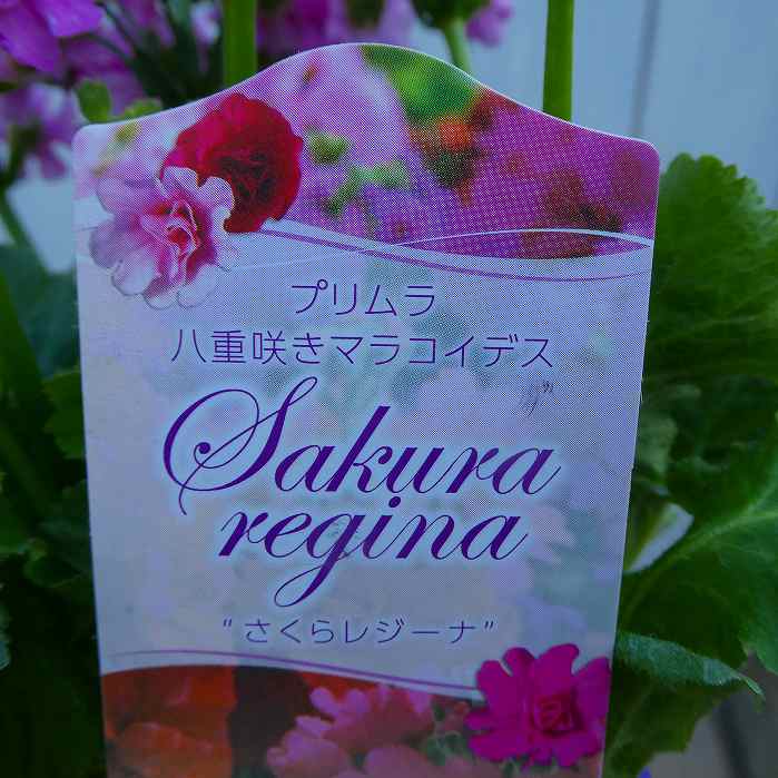 �ץ��� �ޥ饳���ǥ� �� Ȭ�ź餭 3.5�� ������쥸���ʡ����κ���260106