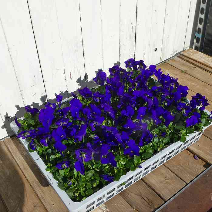 �ӥ��� �ġ��ǥ����ץ֥롼 3.5�� �Ĳ� �ߤβ����� �ѥ󥸡� 260108