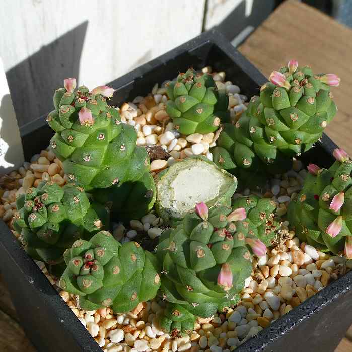 多肉植物 ユーフォルビア リッチェイ 12cm角鉢 サボテン 260108