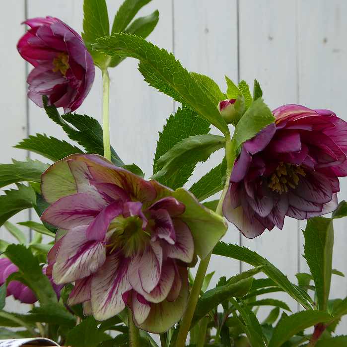 クリスマスローズ苗八重咲き現品11...