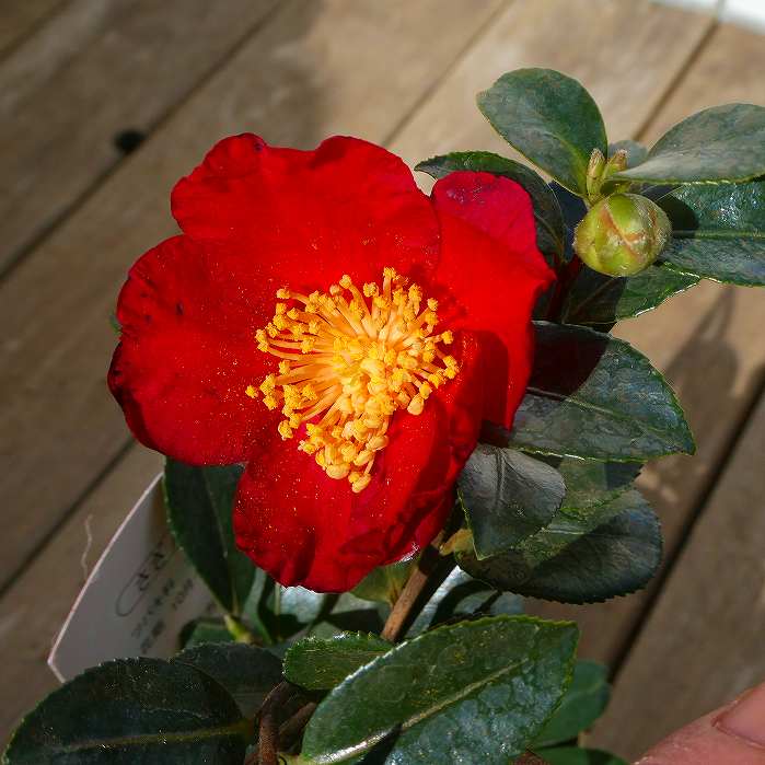 サザンカ 苗 ユーレタイド 赤花　3号 山茶花 庭木 花木 冬の花　260127 . 山茶花『大朱盃』の苗木です。紅色の一重咲きで、中央の黄色い雄しべとのコントラストが目を惹く品種です。花色が終わりまで色褪せが少ないのが魅力です。庭植え、鉢...