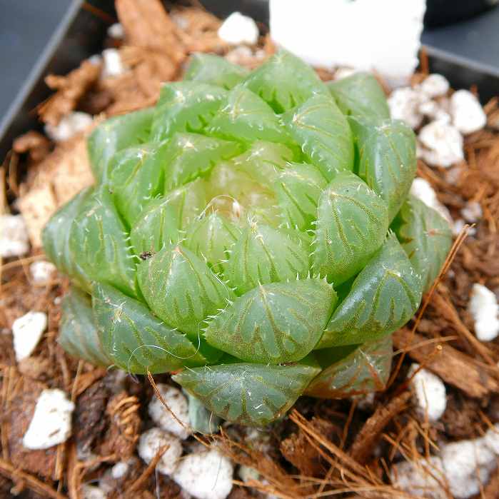 ハオルチア 大窓オブツーサ 苗 3号 多肉植物　260224 ． 多肉植物のハオルチア『大窓オブツーサ』の苗です。土が乾いてから水やりをしてください。他の品種も別販売しておりますので合わせてご検討ください。 ポットのサイズは直径9cm（3号）です。 2