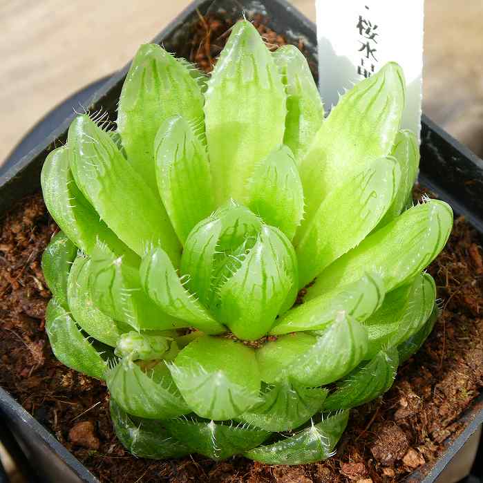 ハオルチア 桜水晶 苗 3号 多肉植物 260224