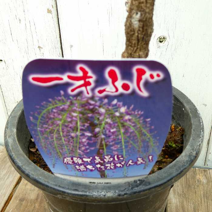 楽天市場】一才藤 苗の通販