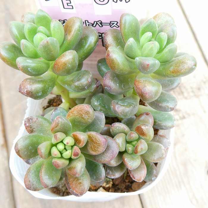 商品画像3
