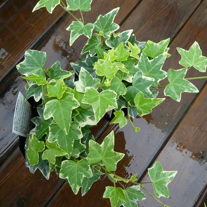 アイビー苗エバ3号斑入り観葉植物グ...