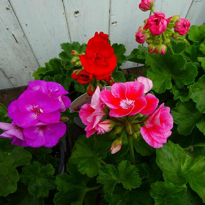 栄養系ゼラニウム 苗 サバイバーアイドルズ 花色お任