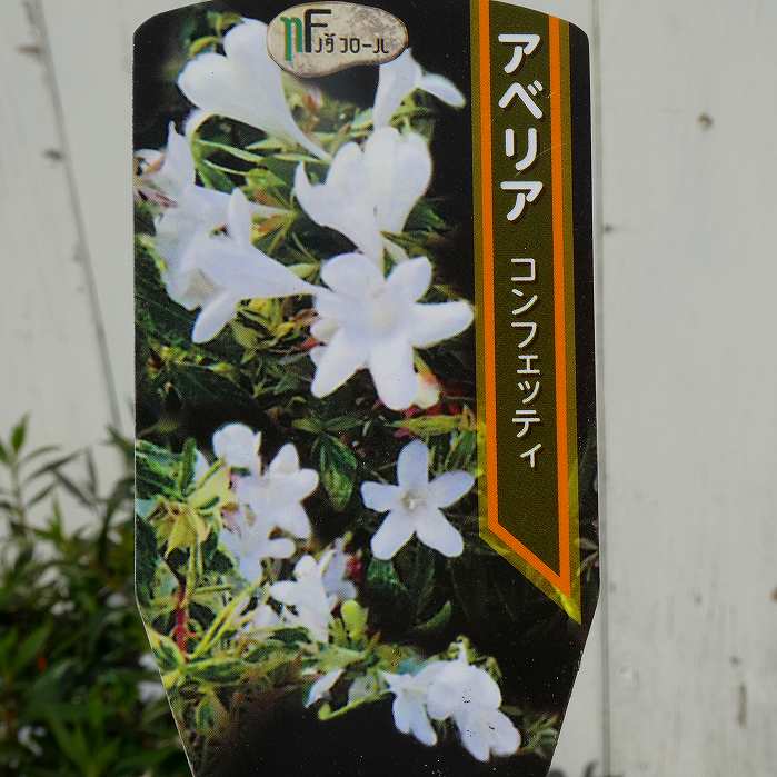 六道木 - アベリア 苗 コンフェティ 斑入り 白花 3.5号 低木 夏の花木 植木 庭木 植え込み 垣根260414