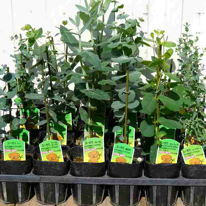 ユーカリ 苗 グーニー 3号 シルバーリーフ　常緑樹 ドライフラワー　260305