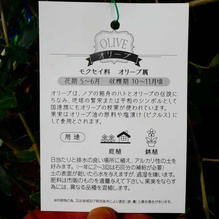 オリーブ 苗 ワッガベルダル 4号 シンボルツリー 庭木 植木 常緑樹　260310