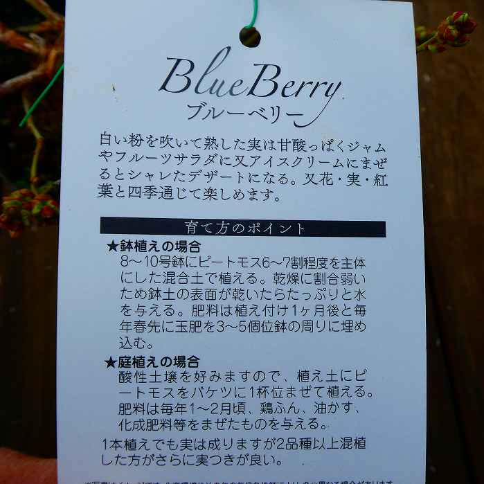 �֥롼�٥꡼ �� ���硼���������� ������ϥ��֥å���� 5�� �̼��� ��ʪ ���� ���ڡ�260310