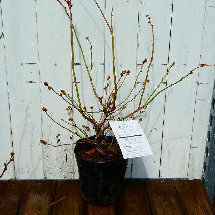 ブルーベリー 苗 ジョージアジェム サザンハイブッシュ系 5号 果樹苗 果物 植木 庭...