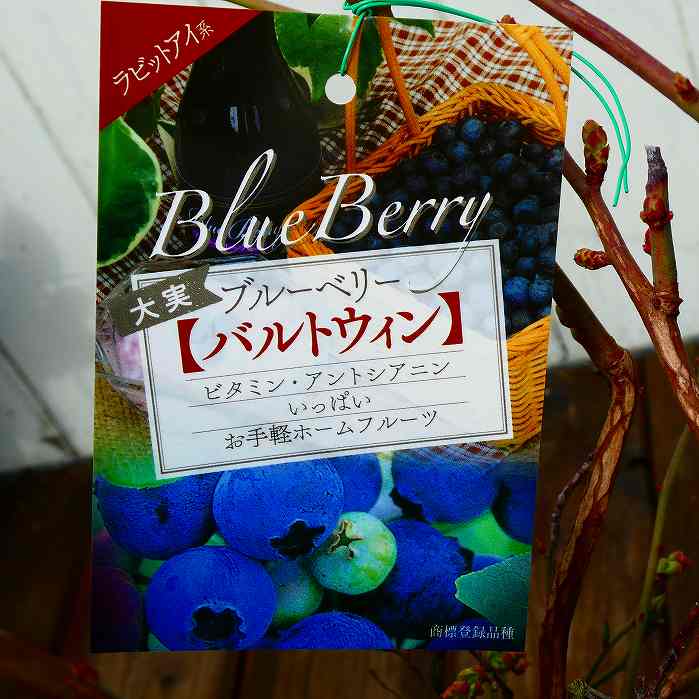 大実ブルーベリー苗バルトウィンラビ...