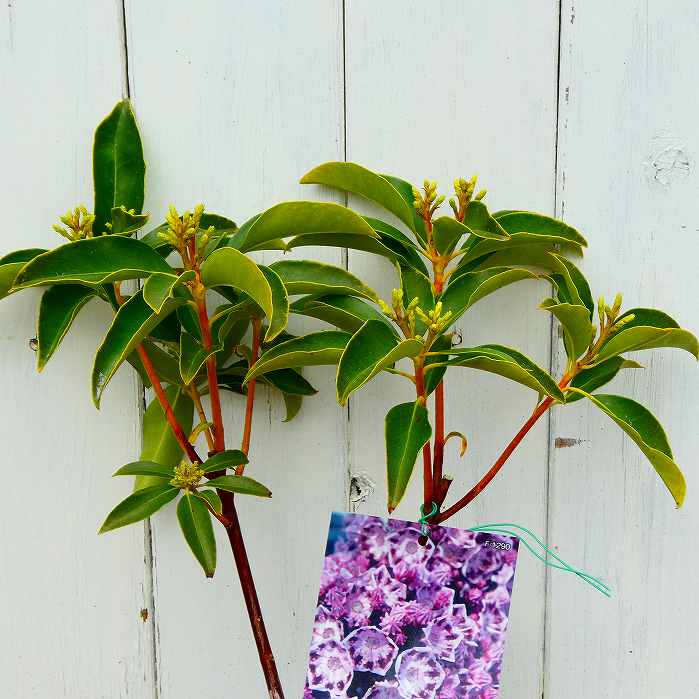 カルミア ガーネットクラウン 苗木 5号 青花 ツツジ 常緑樹　260310