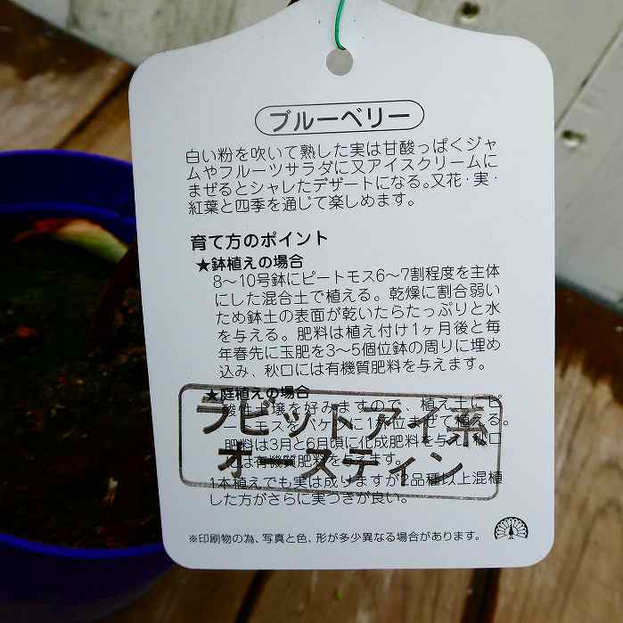 �֥롼�٥꡼ �� �������ƥ��� 4.5�� ��ӥåȥ����� �̼��� ��ʪ ���� ���ڡ�260310