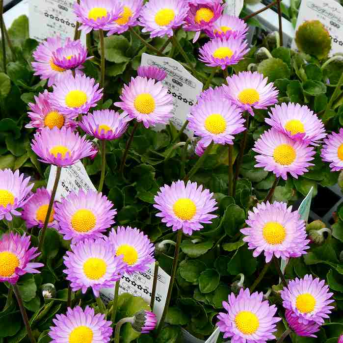 デージー苗ラベンダードリームそら青...