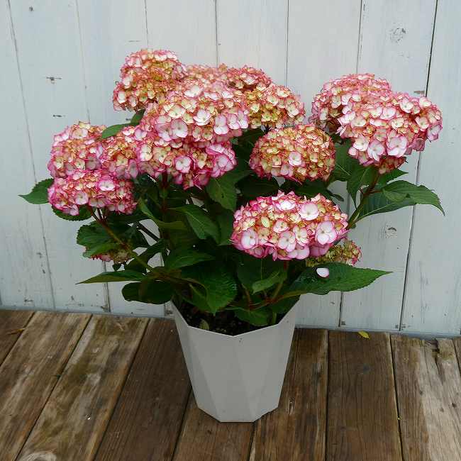 Pink - アジサイ ママンキュート 5号鉢 ピンク花 覆輪 あじさい 鉢植え プレゼント 260407