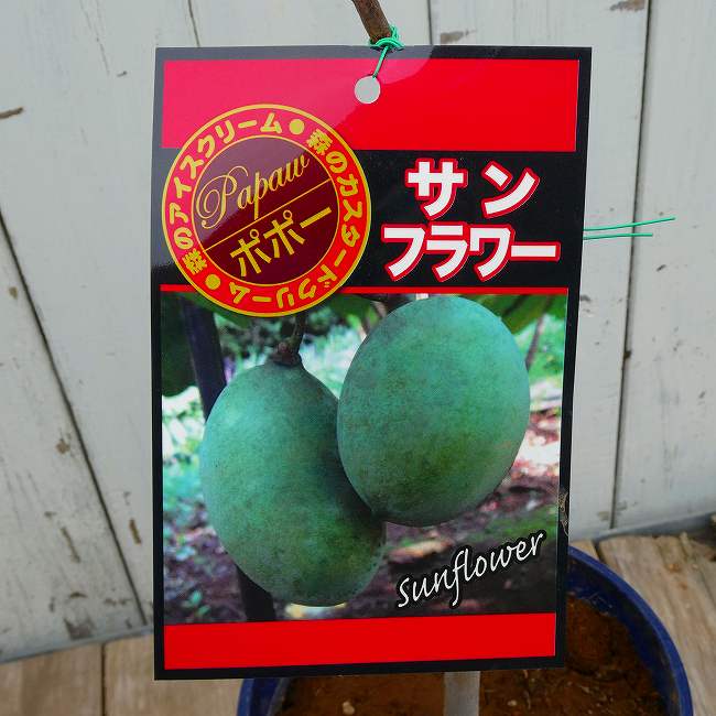 楽天市場】実付き ポポーの通販