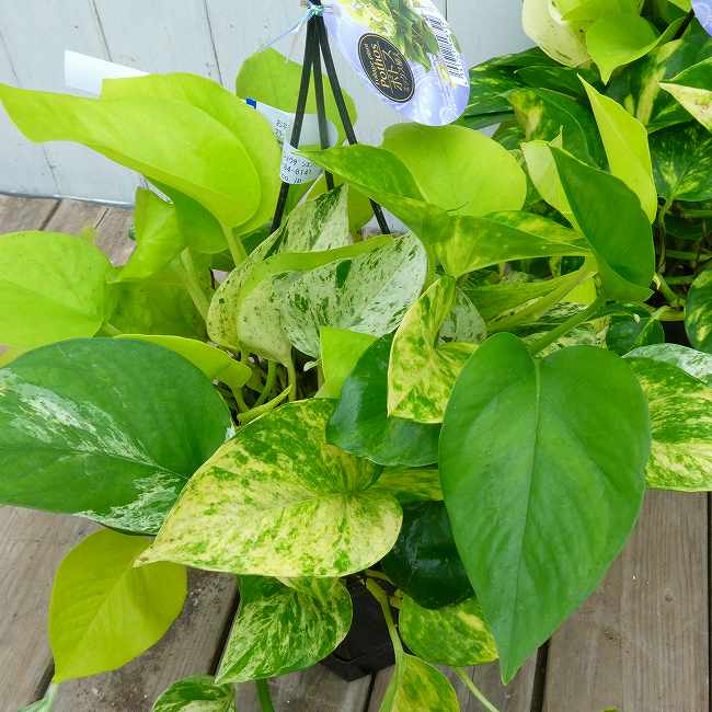 ポトスミックス寄せ植え5号吊り鉢斑...