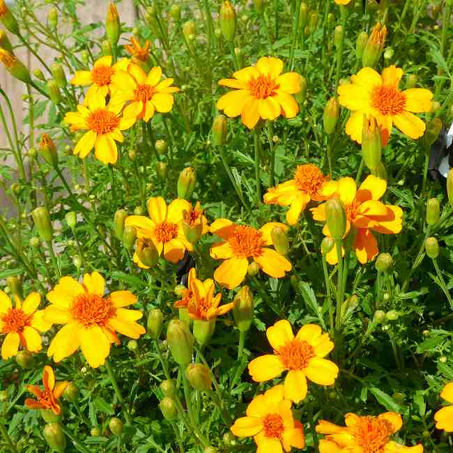 MARIGOLD - タゲテス 苗 ゴールドメダル 3号 レモンマリーゴールド 香りの良い 芳香 花壇苗　260418
