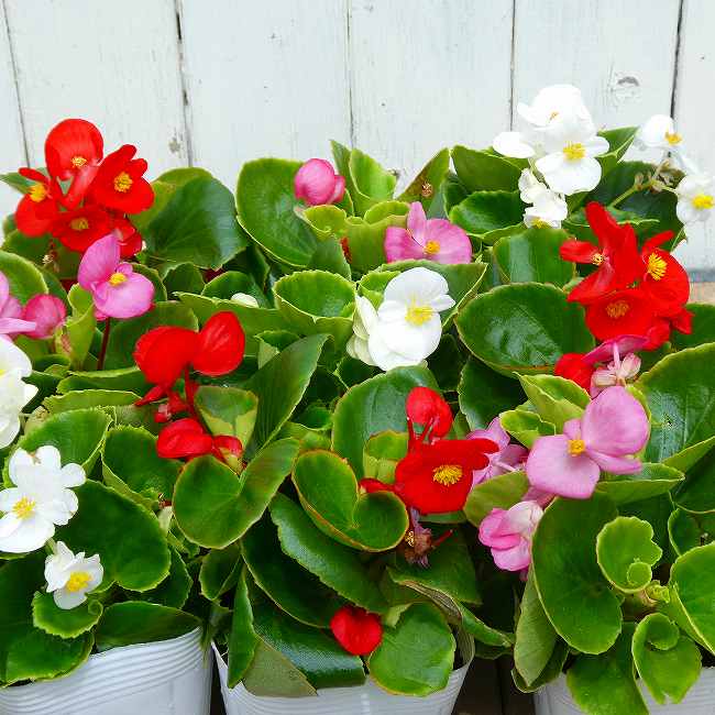 ベゴニア 苗 センパフローレンス 花色お任せ 白花 ピ