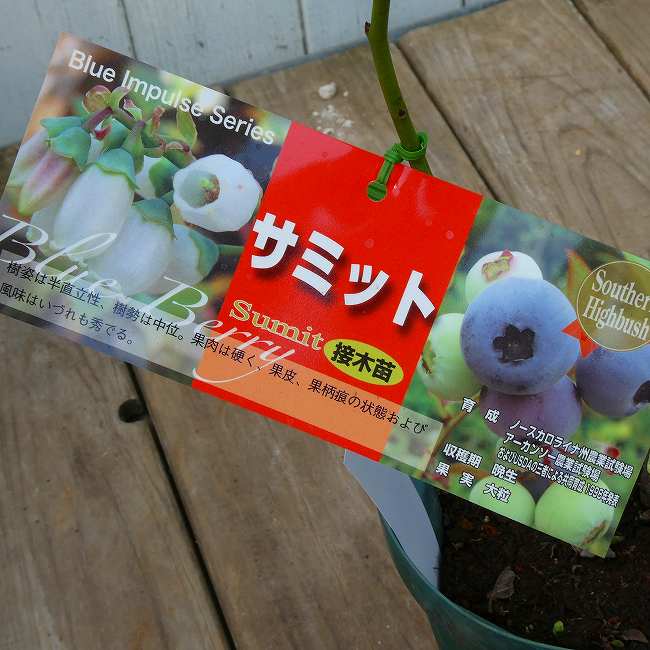 接木苗ブルーベリー 苗 サミット 5号 大粒 サザンハイブッシュ系 ブルーインパルス 果樹苗 果物 植木 庭木　260423
