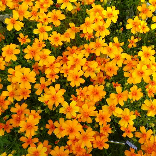 MARIGOLD - タゲテス 苗 ゴールドメダル 3号 レモンマリーゴールド 香りの良い 芳香 花壇苗　260418