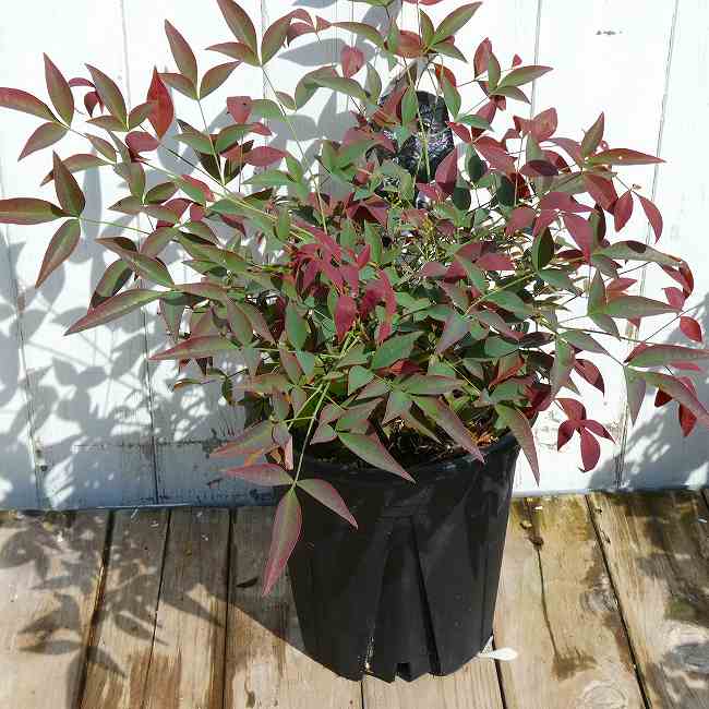 南天 苗 フルート 苗木 矮性種 6号 ドワーフナンテン 紅葉 お正月 低木　260428