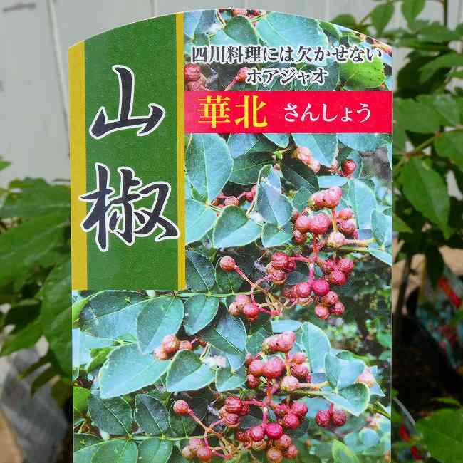 楽天市場】華北 山椒 苗の通販