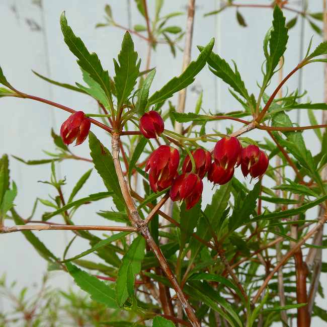 ドウダンツツジ 苗 柳葉紅ドウダンツツジ 3号 春の花木　260428 . 柳葉紅ドウダンツツジの苗木です。細身な葉が涼しげな雰囲気です。春にはスズランの様な濃いピンク色の花が咲きます。普通のドウダンツツジと同様に暑さ、寒さ共に強い落葉低木です。秋には紅葉も楽しめ、四季折々楽しめるお勧めの低木です。 ポットの直径は9cm（3号）です。 2