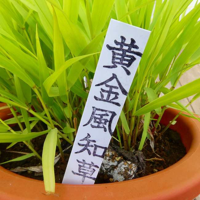 風知草 黄金風知草　6号鉢 フウチソウ 山野草 宿根草 草物盆栽 丈夫　260428
