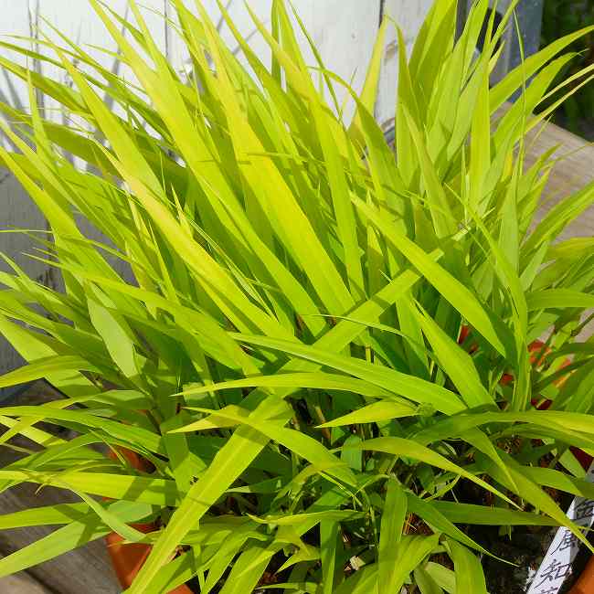 風知草 黄金風知草　6号鉢 フウチソウ 山野草 宿根草 草物盆栽 丈夫　260428