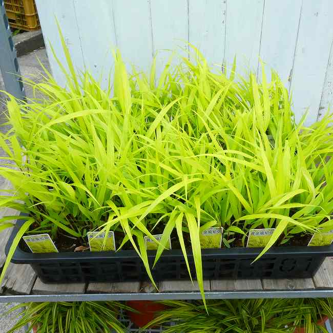 風知草 苗 黄金風知草　3.5号 フウチソウ 山野草 宿根草 草物盆栽 丈夫　260430
