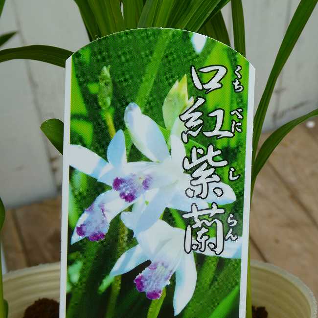 紫蘭 苗 口紅紫蘭 3.5号 白花 山野草 グランドカバー ガーデニング　260430 丈夫で良く殖えます♪ 口紅紫蘭の苗です。白い花に舌弁が赤紫に染まる花です。清楚な雰囲気で人気がございます。地下茎でふえていきます。日当たりの良い方が花付きが良いです。 ポットの直径は10.5cm（3.5号）です。 2